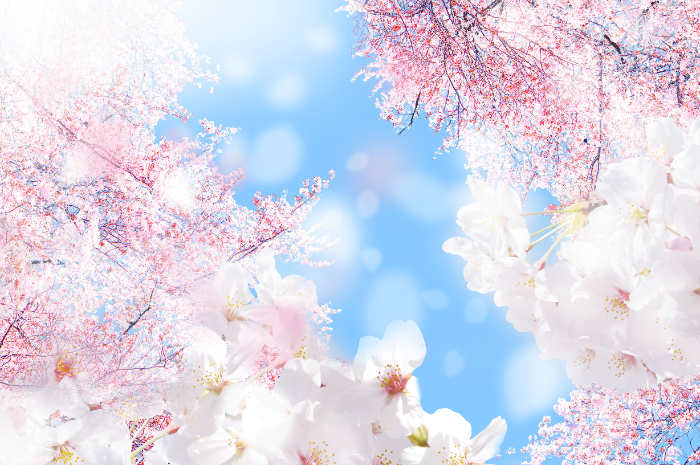 桜の季節がそこまで来ています！